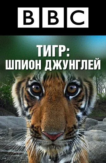 BBC: Тигр – шпион джунглей BBC: Тигр – шпион джунглей